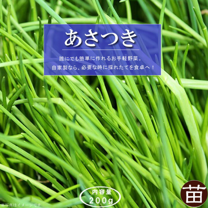 楽天市場 あさつき 球根 0g 国産 茨城県産 植え付け時期7月下旬 11月上旬 苗木部 ｂｙ 花ひろばオンライン