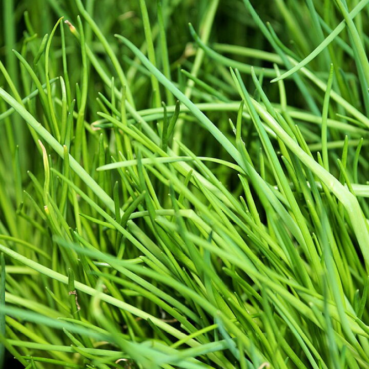 楽天市場 あさつき 球根 0g 国産 茨城県産 植え付け時期7月下旬 11月上旬 苗木部 by 花ひろばオンライン 楽天市場 あさつき 球根 0g 国産 茨城県産 植え付け時期7月下旬 11月上旬 苗木部 by 花ひろばオンライン