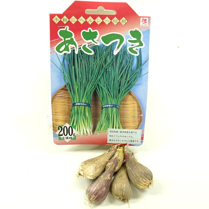 楽天市場 あさつき 球根 0g 国産 茨城県産 植え付け時期7月下旬 11月上旬 苗木部 ｂｙ 花ひろばオンライン