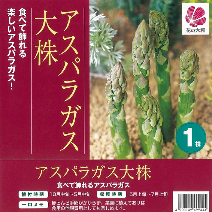 楽天市場 アスパラガス 大株 植え付け時期10月中旬 5月中旬まで 苗木部 ｂｙ 花ひろばオンライン