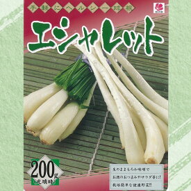 楽天市場 エシャロット 苗の通販