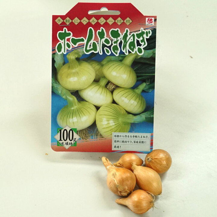 楽天市場 ホームたまねぎ 球根 100g 国産 茨城県産 植え付け時期10月中旬まで 予約販売 7月頃下旬発送予定 苗木部 ｂｙ 花 ひろばオンライン