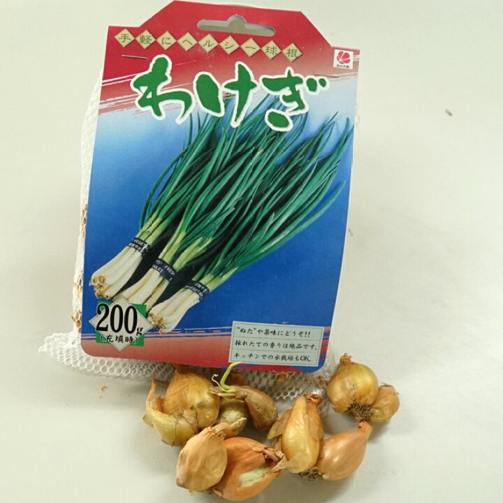 楽天市場 わけぎ 分葱 球根 0g 国産 茨城県産 植え付け時期10月下旬まで 苗木部 by 花ひろばオンライン 楽天市場 わけぎ 分葱 球根 0g 国産 茨城県産 植え付け時期10月下旬まで 苗木部 by 花ひろばオンライン