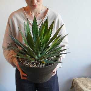 AKx tAT 8 A ϗtA Ă₷ j JX J J@ a LO Mtg CeA  ItBX  ɋ  2025