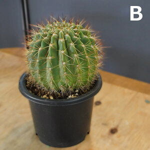 T{e ×z 7 A ϗtA ۂ JN^X Ă₷ j JX J J@ a LO Mtg CeA  ItBX   2025