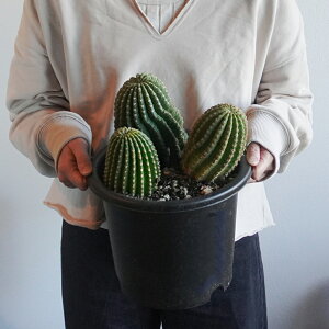 T{e 񂹐A 7 A ϗtA ۂ JN^X Ă₷ j JX J J@ a LO Mtg CeA  ItBX  ɋ  2025