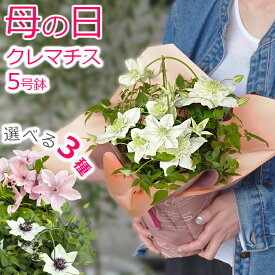 遅れてごめんね 母の日 クレマチス 鉢植え 5号鉢 テッセン 花 プレゼント お母さん 義母 花 ギフト鉢花 花鉢 送料無料 2026