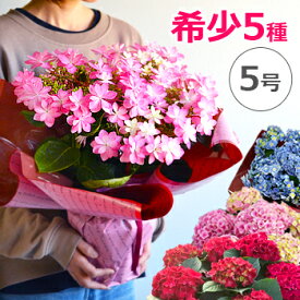 楽天市場 珍しい 鉢植え 花の通販
