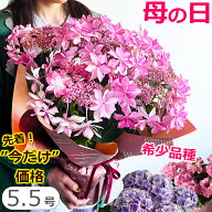 母の日 アジサイ【先着150円クーポン】【5号鉢より大きい5.5号】母の日 プレゼント 花 鉢植え あじさい …