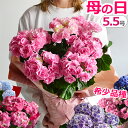 遅れてごめんね 母の日 アジサイ【5号鉢より大きい5.5号】母の日 プレゼント 花 鉢植え あじさい 紫陽花 花鉢 ギフト …