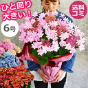 【ひと回り大きい6号鉢】珍しい アジサイ 鉢植え 母の日 プレゼント 花 ギフトあじさい 紫陽花 鉢花 花鉢 ダンスパーティー カメレオン 送料無料 2020