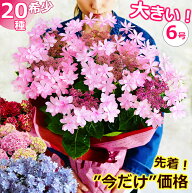 母の日 紫陽花 6号鉢【先着150円クーポン】【ワンサイズ大きい】プレゼント アジサイ あじさい 花 鉢植え…