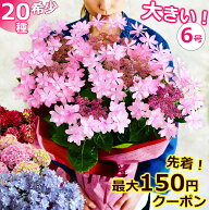 母の日 紫陽花 6号鉢【先着150円クーポン】【ワンサイズ大きい】プレゼント アジサイ あじさい 花 鉢植え…