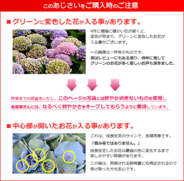 楽天市場 遅れてごめんね 母の日 秋色アジサイ 西安ピンク ブルー 5号鉢 プレゼント ギフト シーアン あじさい 紫陽花 鉢花 花鉢 送料無料 22 バラの花束 通販 Hana Rug