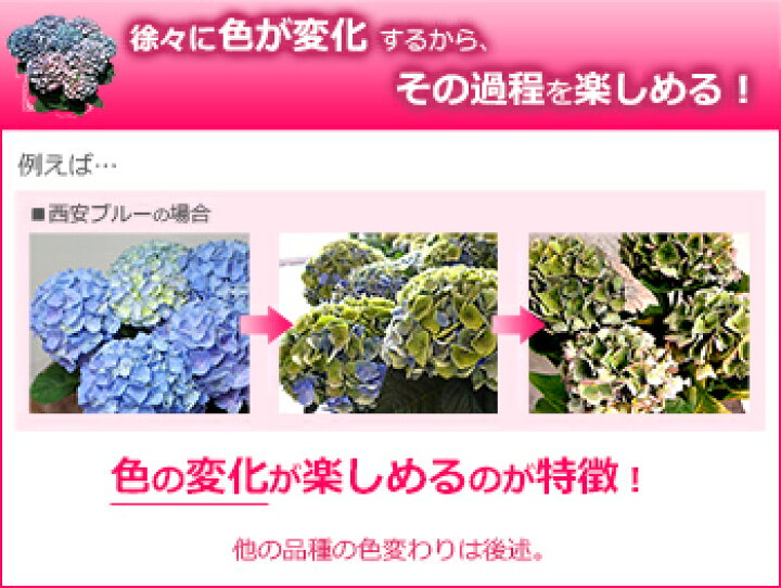 限定特価 数量限定 お得な2個セット アジサイ 西安シーアン 5号サイズ Www iwearparts Com