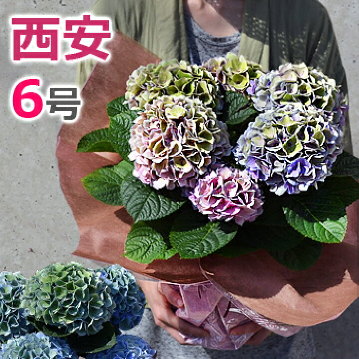 楽天市場 秋色アジサイ シーアン 鉢植え 6号鉢 母の日 プレゼント 花 ギフト 西安 シーアン あじさい 紫陽花 鉢花 花鉢 送料無料 バラの花束 通販 Hana Rug