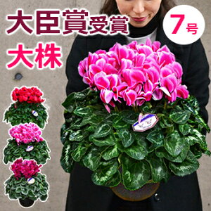 送料無料 鉢植え 花 生花の人気商品 通販 価格比較 価格 Com