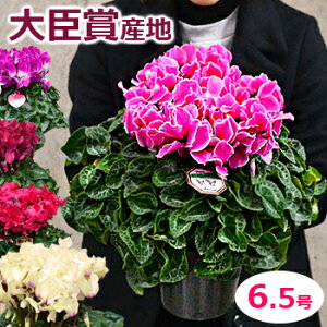 珍しい 鉢植えの人気商品 通販 価格比較 価格 Com