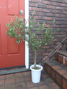 観葉植物 オリーブ 苗木の人気商品 通販 価格比較 価格 Com