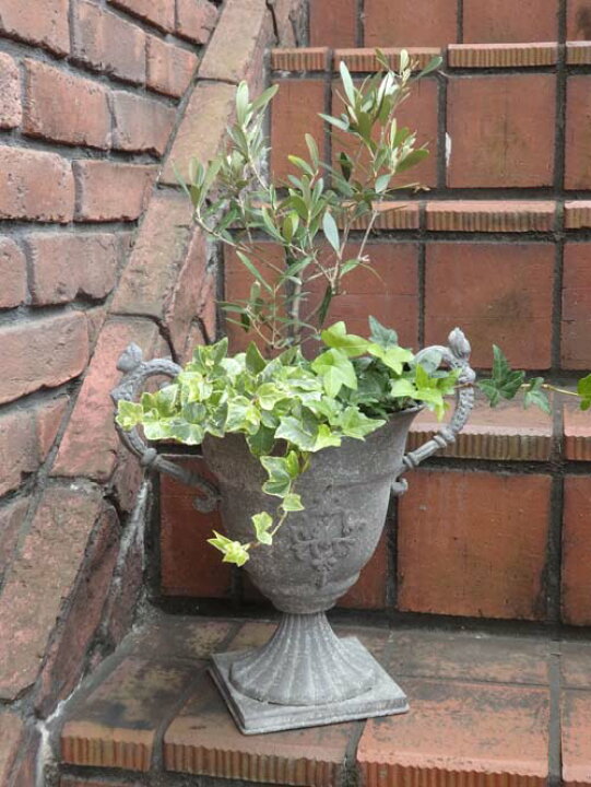 楽天市場 オリーブの木 ガーデニング ガーデン 苗木 花遊び オリーブの木寄せ植え ｆ 花遊び