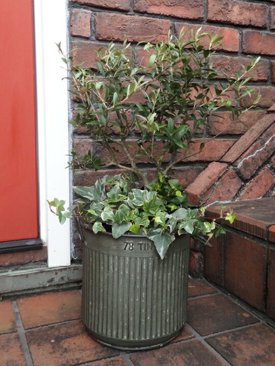 楽天市場 オリーブの木 ガーデニング ガーデン オリーブの木寄せ植え ｃ 花遊び