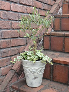 オリーブ の木 寄せ植え Diy 工具の人気商品 通販 価格比較 価格 Com