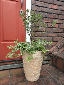 オリーブ の木 寄せ植えの人気商品 通販 価格比較 価格 Com