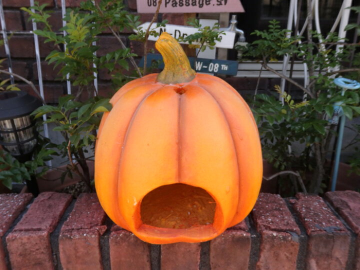 楽天市場】ハロウィン かぼちゃ ガーデニング ガーデン『ハロウィン 