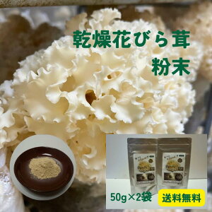 きのこ はなびらたけ」の人気商品一覧 | 安い商品を通販サイトから探す 