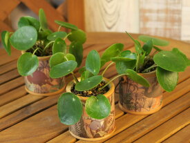 ピレア　ペペロミオイデス人気上昇中！可愛らしい観葉植物(^^♪机の上のインテリア息抜きなどに♪陶器鉢が選べる♪