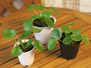 sA@yy~ICfX@3Zbgʁ@bNXʒĉϗtA(^^̏̃CeAȂǂɁ̃J[3TCY2FIׂ(^^