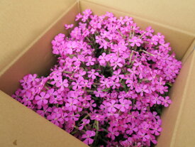 シレネ・ピンクパンサー（カロリニアナ）【送料込価格】　【一部の地域除く】3.5号ポット苗4株 6株、9株、20株、プランター植えなど【販売時期2月上旬〜5月初旬頃】