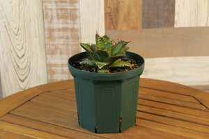 A 唫V[Y@eؗpȂǂɂyi@ꕔn揜z@KANEYA V샂f Xbh5@CSM-150KXeA@AKx(^^