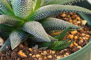 nI`A@RJ[@VXbg5yCSM-150zYNEWfXbgdl