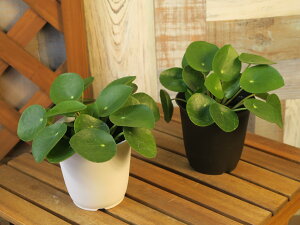 sAEyy~ICfX 2Zbg@̃TCYƃJ[4ށA2FIׂ(^^ʁ@bNXʒĉϗtA(^^̏̃CeAȂǂɁ