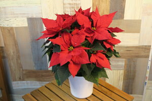 |CZ`@4@fV[YyC^Abh muXiȂǁzbZ[WJ[ht(^^y[NX}X@a@@CxgȂǁz