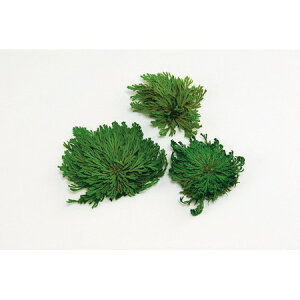 yvU[uhzn_/Cqo@60g@tbVO[/04100-731y01z vU[uht[ vU[uhO[ t