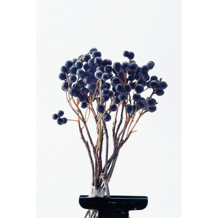 楽天市場 ドライ 大地農園 シャリンバイ 約50g 5 8本 ｎ 000 01 取寄 ドライフラワー ドライ実物 フルーツ その他 花材通販はなどんやアソシエ