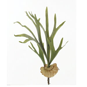 yԁzAXJ/X^bOz[@tXgO|/A-42254-051Fy01z ԁiA[eBtBVt[j ԗtAtFCNO[ A