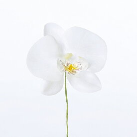 楽天市場 コチョウランの通販