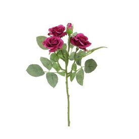 楽天市場 マゼンタ 種類 植物 バラ 花 ガーデン Diy の通販