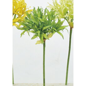 楽天市場 ネリネ 花 観葉植物 花 ガーデン Diy の通販