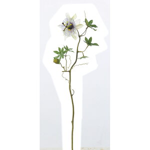 yԁzAXJ/v×1 ڂ×1 x_[/A-33005-006y01z ԁiA[eBtBVt[j  ԍށusv ̑usvԉԍ