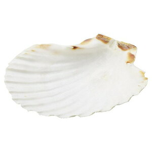 zr[/z^eL/IC-85y01z ԎށEt[Xg fR[Vp[cEf Ă̏Ef