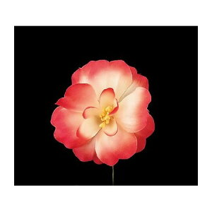 yԁzTZC/NY-039pt@ 01/569236y10z ԁiA[eBtBVt[j  ԍށu͍sv ̑u͍svԉԍ