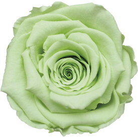 楽天市場 ミントグリーン プリザーブドフラワー 花 観葉植物 花 ガーデン Diyの通販 楽天市場 ミントグリーン プリザーブドフラワー 花 観葉植物 花 ガーデン Diyの通販