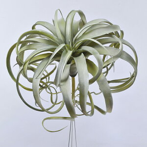 yԁzAXJ/LZOtBJ 063G OCO[/A-42748-63y01z ԁiA[eBtBVt[j ԗtAtFCNO[ A