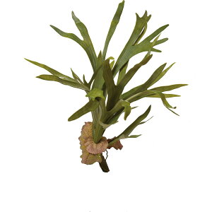 yԁzYDM/REubV O[/GL-5200-GRy01z ԁiA[eBtBVt[j ԗtAtFCNO[ A