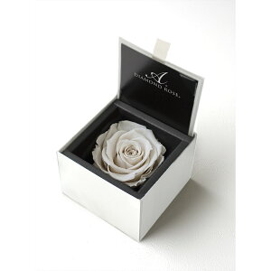 yvU[uhzA[T/_Ch[Y{bNX@85iFzCgj@v`izCg/1203-01y21z vU[uht[ vU[uht[Mtg o1