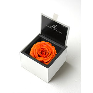 yvU[uhzA[T/_Ch[Y{bNX@85iFzCgj@uCgIW/1203-43y21z vU[uht[ vU[uht[Mtg o1